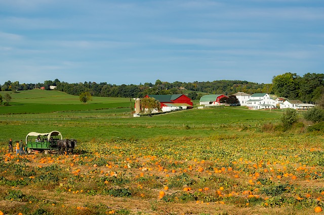 pumpkin farm