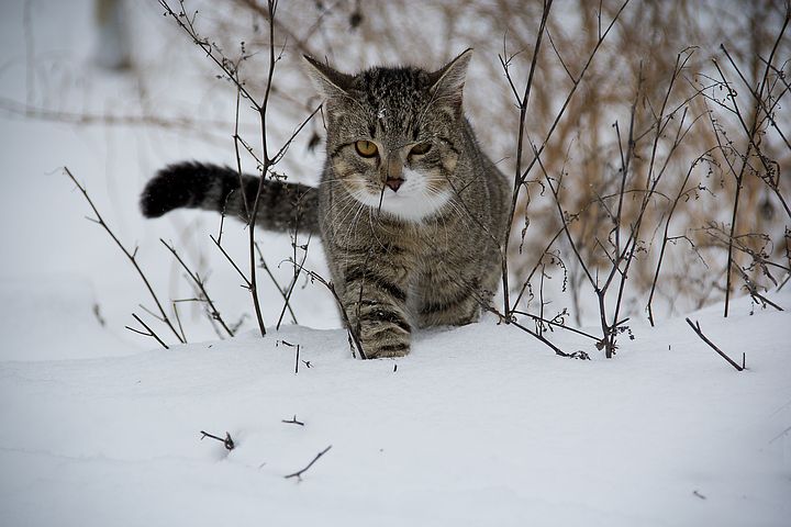 cat winter cat winter